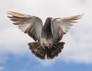 The Hidden Lives of Pigeons