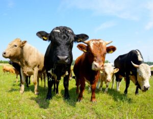 Do Cows Enjoy Classic Rock