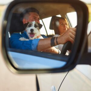 Road Trips with Pets