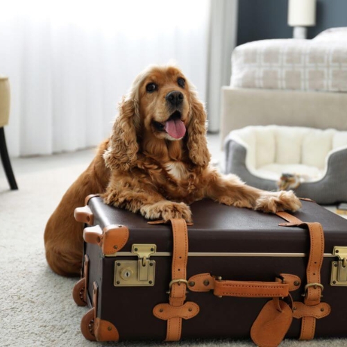 Best Hotels that Welcome Pets