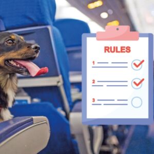 international-travel-rules-for-pets