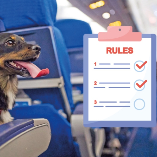 international-travel-rules-for-pets