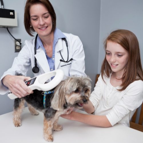 the-importance-of-pet-microchipping-before-travel