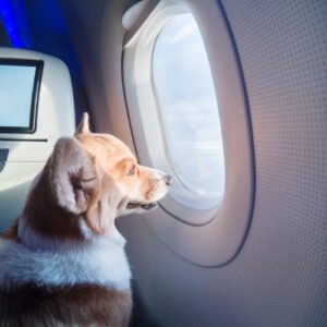 navigating-pet-friendly-airlines-and-their-policies